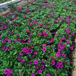 茗茜垂钓牵牛种植基地 垂钓牵牛花苗批发