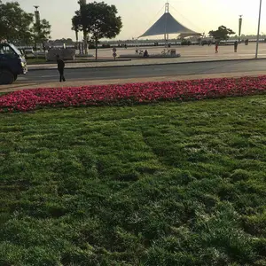 出售河 北 唐 山 草坪特点 混合品种籽 蓝色 麦冬草种子
