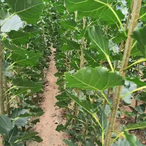 19公分金叶榆 销售基地 帅阳苗木 供应批发 19公分金叶榆