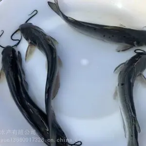 ��ҵ***����***��β�t���� ���ϲ�β�� ��β�tˮ�����ֹ��