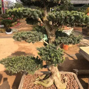 ���������޺��ɳ������ط���ӭ���ɱ����ұ�������ȫ