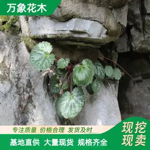 ���Ի�����С�� ��˿��Ҷ���Թ����̻� �ر��������辰������