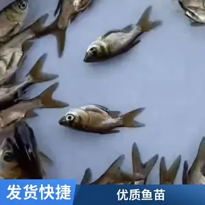 鲲腾鱼苗鱼苗全国供应 厚街缩骨大头鱼苗 旺苍红罗非苗