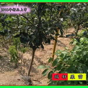 抗寒砧木华硕苹果苗 大直径华硕苹果苗低价售