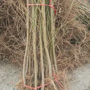 2公分桃树原生苗 占地2公分桃树原生苗价格