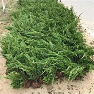 小龙柏工程苗批发 规格40至60cm高15至30cm冠 基地直销
