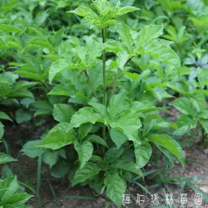 刺五加一年苗 辽宁刺五加苗批发 瑞林苗圃直供