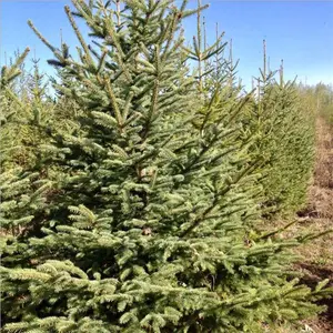 ��Ӧ2����ɼ3�ס�3.5�ס�4����ɼ��4.5��5����ɼ 6����ɼ��