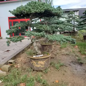 五针松迎客松绿化苗木 五针松种植基地 庭院观赏植物