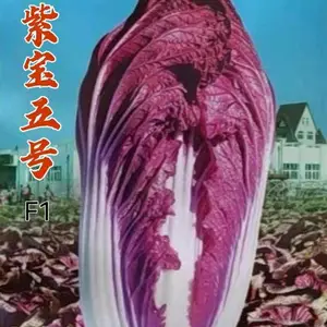 紫宝五号白菜