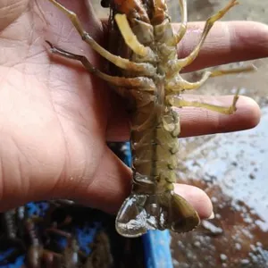 青虾苗 成品虾 小龙虾 种虾