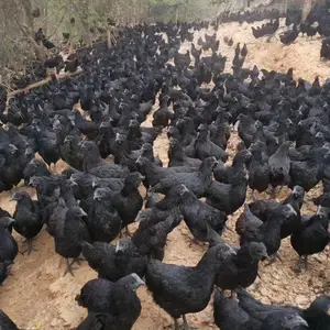 ��ڼ������� ����̿ǵ����� ����߲��̿ǵ�����۸� �����̿Ǽ���