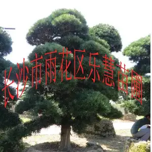 长沙市雨花区乐慧苗圃