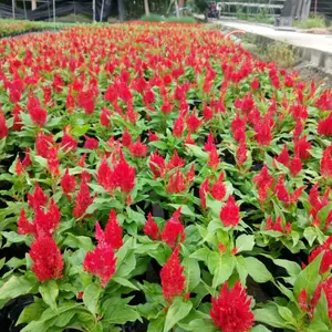 一串红 成都一串红基地 花境植物一串红 一串红杯苗供应