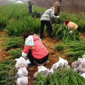 常绿耐修剪绿篱 陕西周至国槐 种绿化苗木
