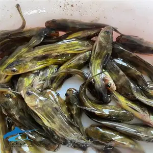 雄性黄颡鱼苗 雄性罗非鱼苗 淡水红罗非鱼苗