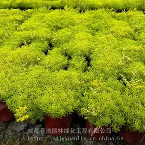 佛甲草 成都精品佛甲草基地 花境花卉色块植物佛甲草