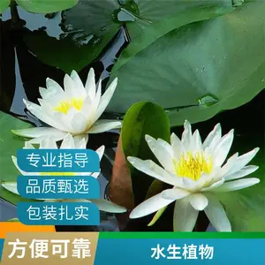 水体绿化工程用花色多样睡莲苗适合东北地区耐寒负责施工包成活生长快花期长当年开花