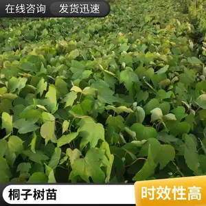 千年桐别名木油桐 皱桐树苗批发 花期3~5月树干高大 园林绿化树种