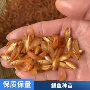 �۷�ˮ�������罨������ ������ǿ����ʡ��Ƭ������ֳ��ѡ����