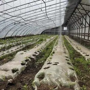 阿荣旗有机绿色丝瓜销售价格