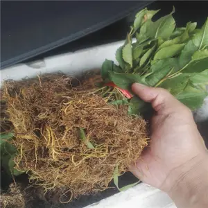 ӣ������ ��ľ���� ����ӣ������ ��³��˹��ӣ��