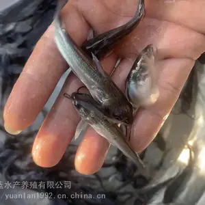 咸水水域农业鮰鱼叉尾鱼苗_原蓝人工孵化叉尾鱼苗_繁殖基地叉尾鱼苗厂家