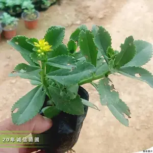 �������߾���100����,�˱�����200����,�쾰��100����
