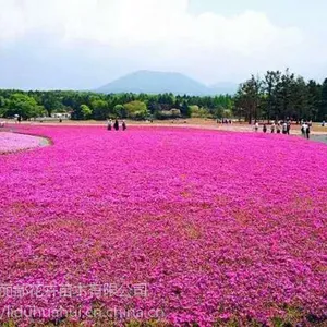 优质芝樱小苗基地直销【芝樱】