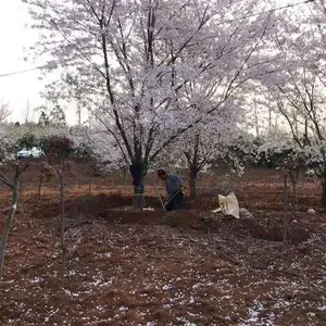 6����ӣ��7����ӣ��8����ӣ�����ؼ۸�ֱ��