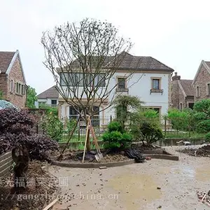 ���ݱ����̻����ʩ�� ͥԺ��ľ�ɹ���ֲ���� ͥԺ�����̻�����