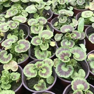贵州种植杯苗的草花天竺葵工程苗基地哦大小都有工程苗大量
