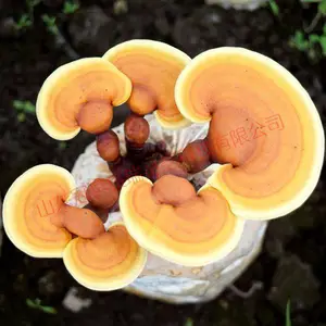 ʳ�þ���ֲ ������ ����֥���� ���� ���� ������֥���� ���������Ʒ