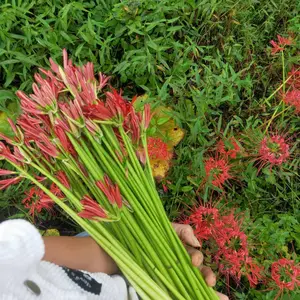 重庆彼岸花曼珠沙华石蒜球根/供应石蒜种球/出售石蒜种球