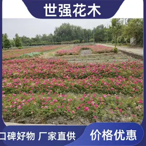 ��ɫ�¼��������� ���ᱭ״����Ũ���ڻ��׳ɻ�