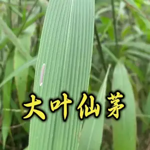 彝山香全年批发大叶仙茅根干品中药材大地粽根猴子背巾