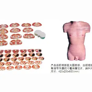 医博 男性躯干横切面模型 BIX-A2122