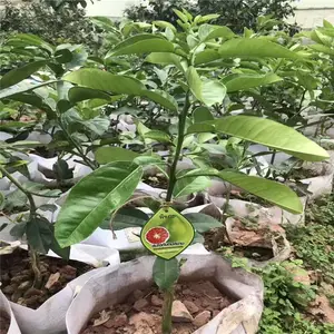 云南红肉青柚苗价格 两年泰国红柚苗供应商