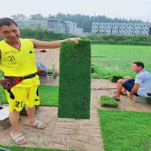 湖南长沙马尼拉草皮出售 绿化草皮规格22CM