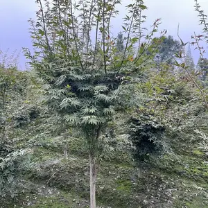 �ɶ���Ҷ����,��������ϰ��,5���ֺ����