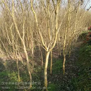 ���ֲ�Ҷ԰�� �̻���ľ 7������ޱ �����ٶȿ�
