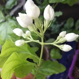 ���滨�m���Դ�����ľ�������ļ���ζŨ�ʺϼ�����̨��ֲ