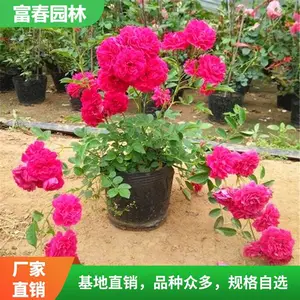 ��ľ�㻨������ֲ��Ũ���ļ����� Ǿޱ����̨��Ԯ����