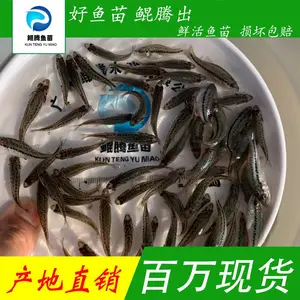 鲲腾水产加州鲈鱼苗无公害养殖精选良种全国供应配备专业养殖技术顾问