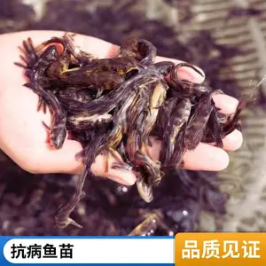 鲲腾水产 黄骨鱼苗 优质丁桂鱼苗 生长快速 淡水养殖好选择 黄辣丁鱼苗