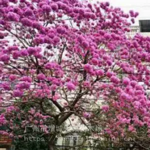 供应花旗木-泰国樱花