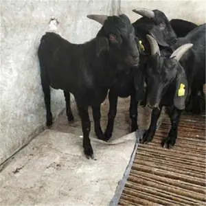 杜泊羊种羊价格 纯种杜泊羊多少钱 河北的养羊基地 活羊交易批发市场 活羊现在多少钱一斤
