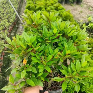 苗圃供应 安酷杜鹃 云隙阳光 庭院花坛花镜花海工程苗 品种齐全