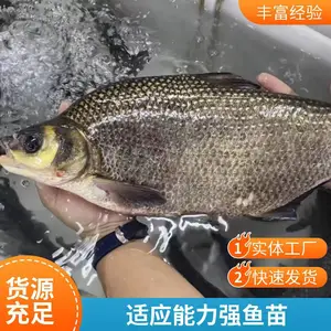 ���������� ̨�崿������ �ӽ������� �������