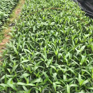 海南全冠紫花翠芦莉盆栽观赏,三亚紫花翠芦莉基地